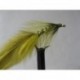 ians olive yellow damsel