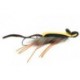 MallardsNoMissMouse