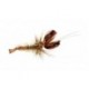 SoftshellCrayfishBrown