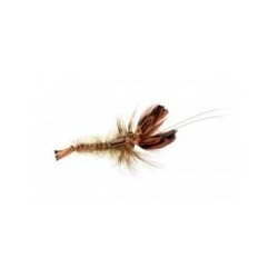 SoftshellCrayfishBrown