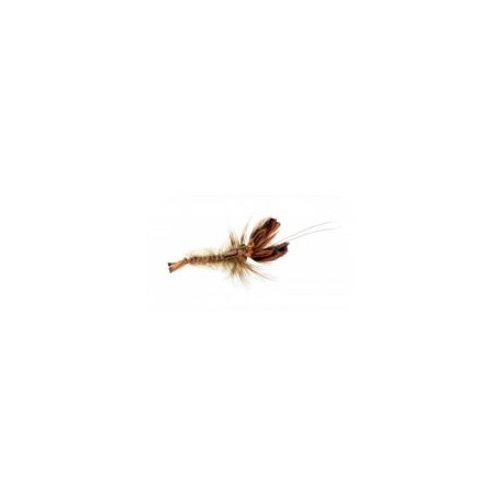 SoftshellCrayfishBrown
