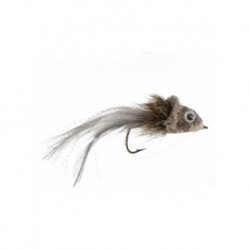 swimming baitfish shad