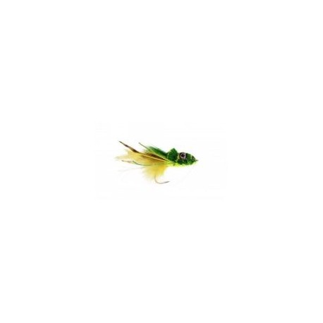 Swimming Frog Yellow Belly