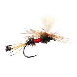 Royal Coachman Parachute BL