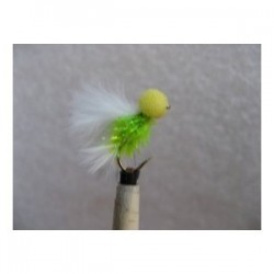 cat yellow eyes booby