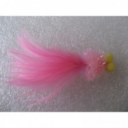 coral longtailed booby