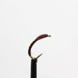 Brown Peacock Buzzer