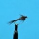 Black Quill Nymph