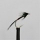 black quill holo green cheeks cruncher