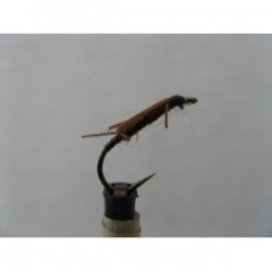 stonefly creeper nymph