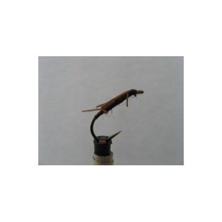 stonefly creeper nymph