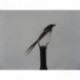 uv throat pheasant tail