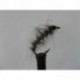 semtex bug hares ear