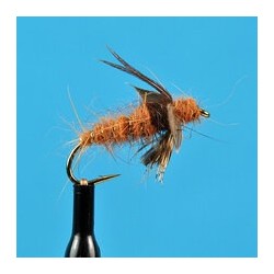 American Grannom Pupa