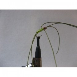 rainbow olive apps b w