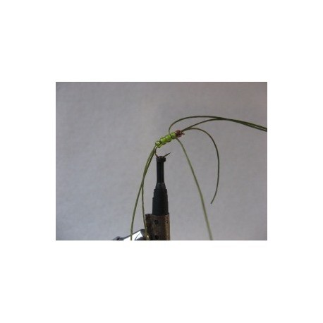 rainbow olive apps b w