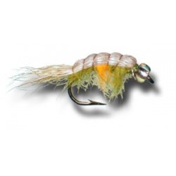 PregnantShrimp