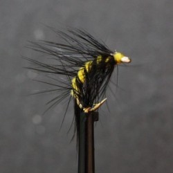 yellow and black scud shrimp