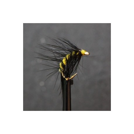 yellow and black scud shrimp