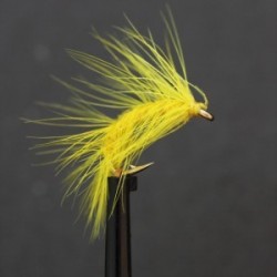 yellow scud shrimp
