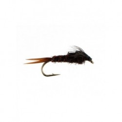 early black stonefly short shank