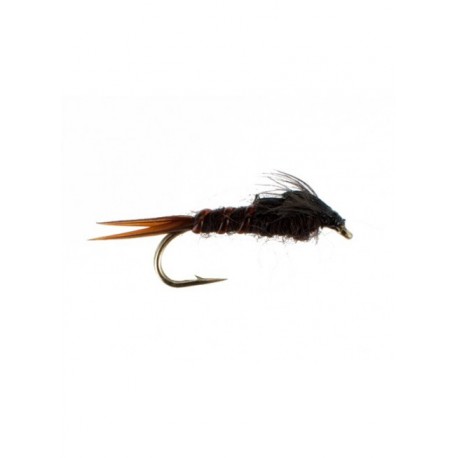 early black stonefly short shank