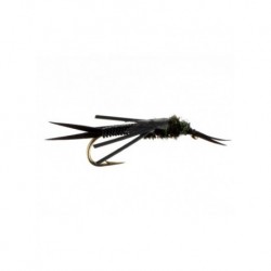copper stonefly    black
