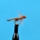 Cinnamon Flying Ant