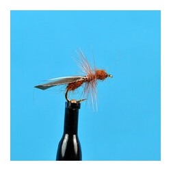 Cinnamon Flying Ant