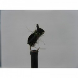 kicking peacock foam beetle