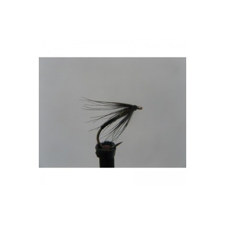 black holo gold thorax spider