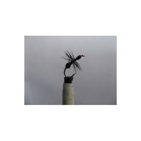 black ant knotted dry