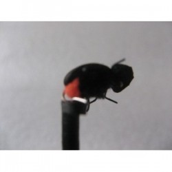 ians orange butt beetle