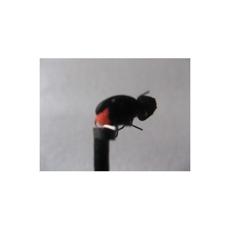 ians orange butt beetle