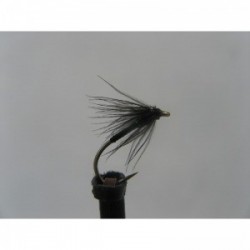 black holo green thorax spider