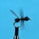 Black Flying Ant