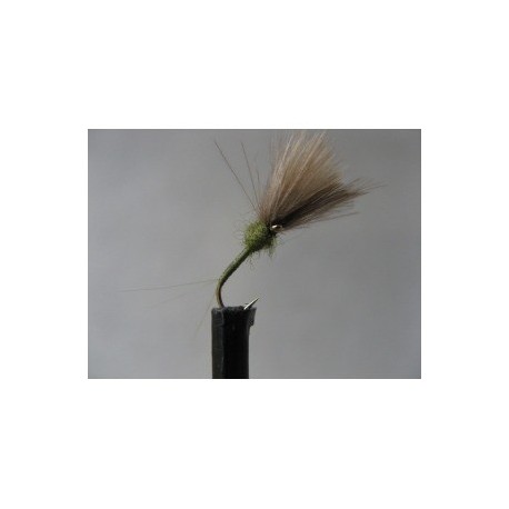 ians cdc caenis olive