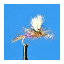 Parachute Purple Wulff