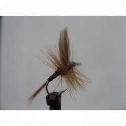 ginger quill dry