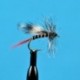 Red Tail Mosquito