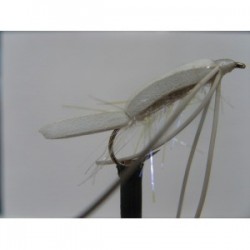 uv white floating fry