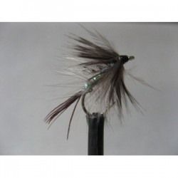 grey pearly dabbler