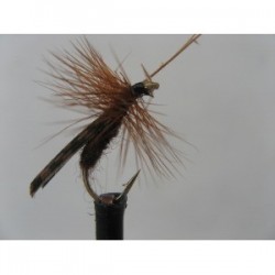large brown sedge