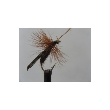 large brown sedge