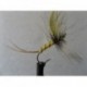 fanwing mayfly