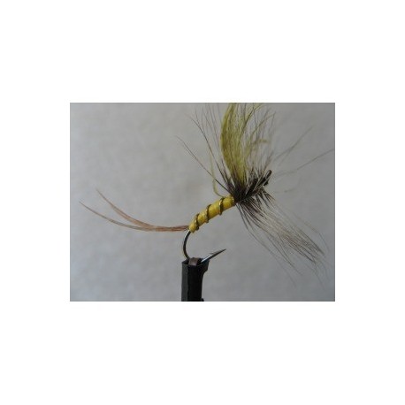 fanwing mayfly