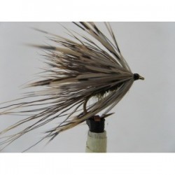 sedgehog mayfly
