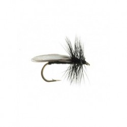 early black stonefly