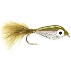 Janssen's Minnow   Rainbow Trout