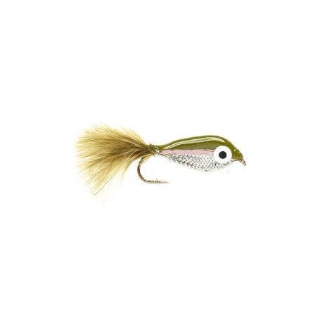 Janssen's Minnow   Rainbow Trout